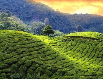Tea plantations around Darjeeling
