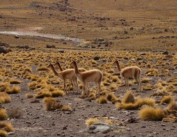 Vicuñas, Region El Tatio, Atacama desert