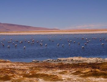 Flamingos in Salar De Tara - Reserve 'Los Flamingos' 